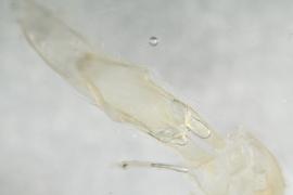   M. maculatus  genitalia distal
